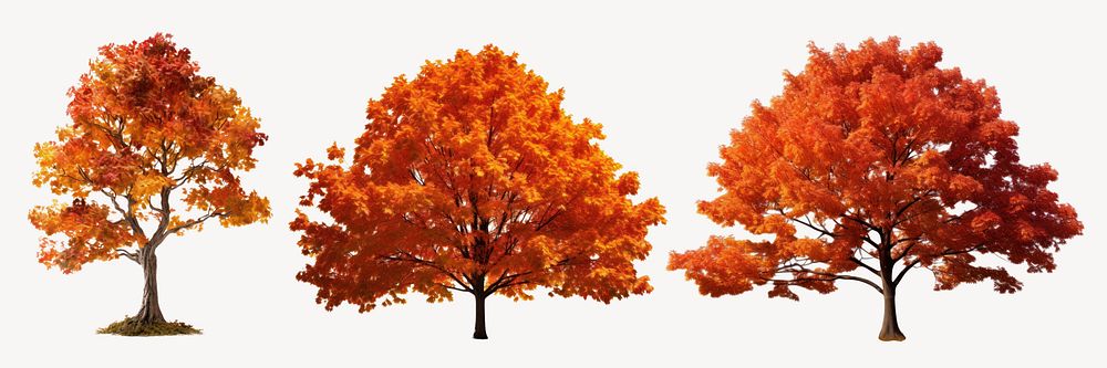 Autumn trees element set psd