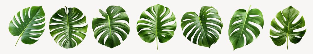 Monstera leaves cut out element set