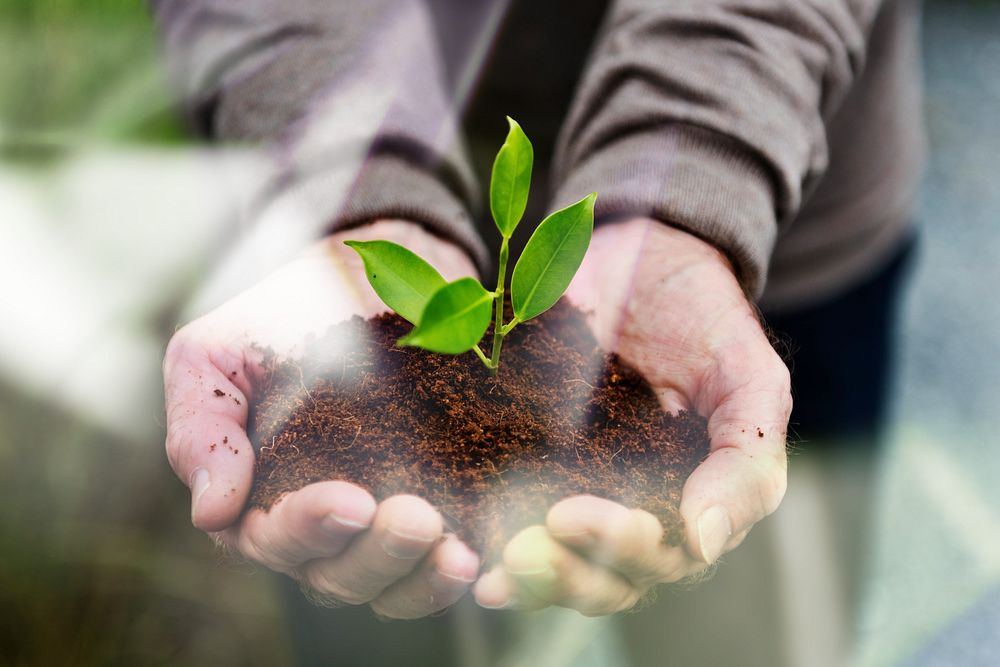 Hands holding a pile of earth soil with a growing plant