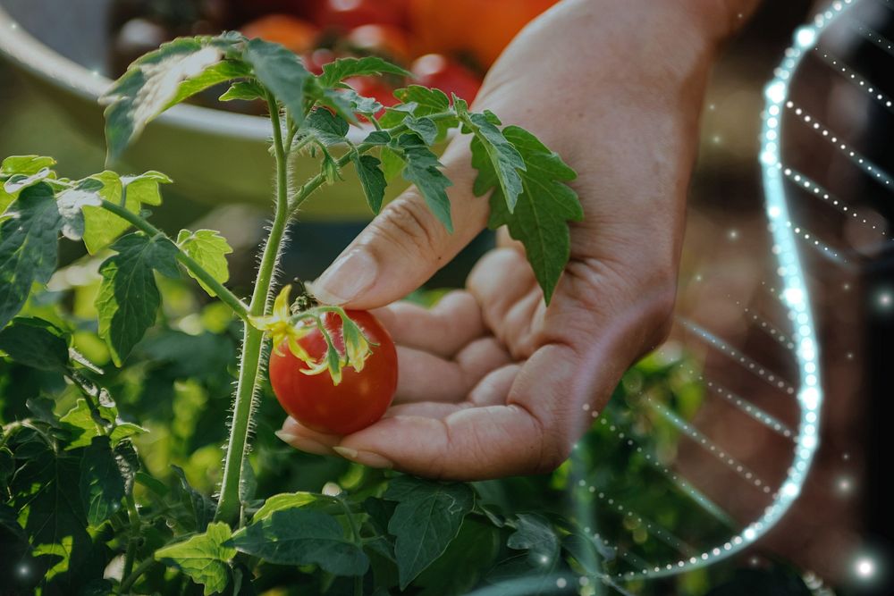 Farmer picking a fresh tomato