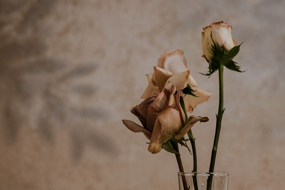 Rose flowers in glass vase