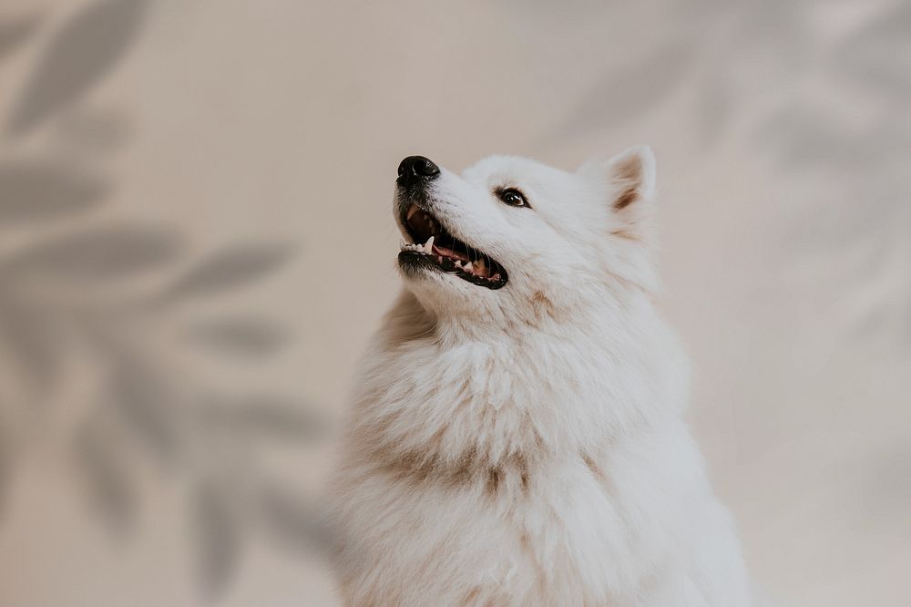Cute Samoyed dog background, pet photo