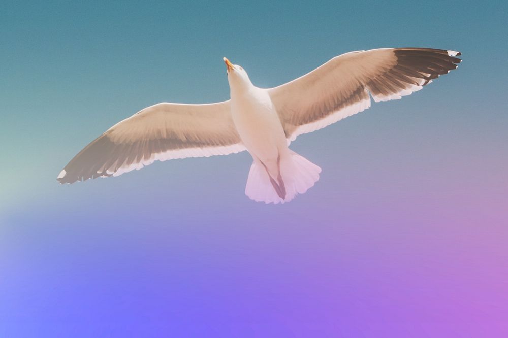 Flying seagull in a blue sky mobile phone wallpaper