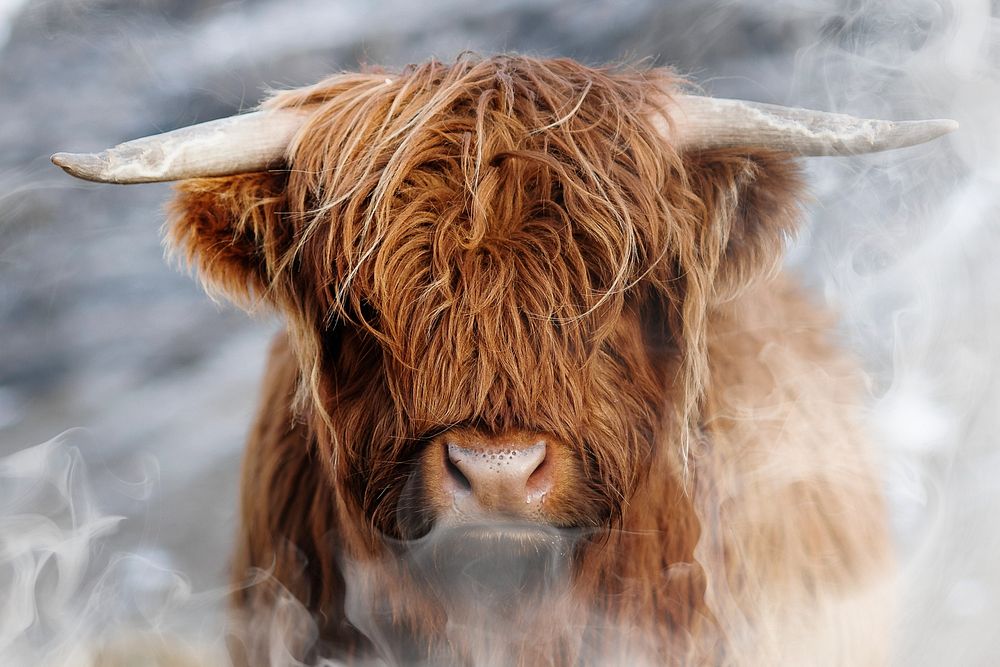 Scottish highland calf in the field