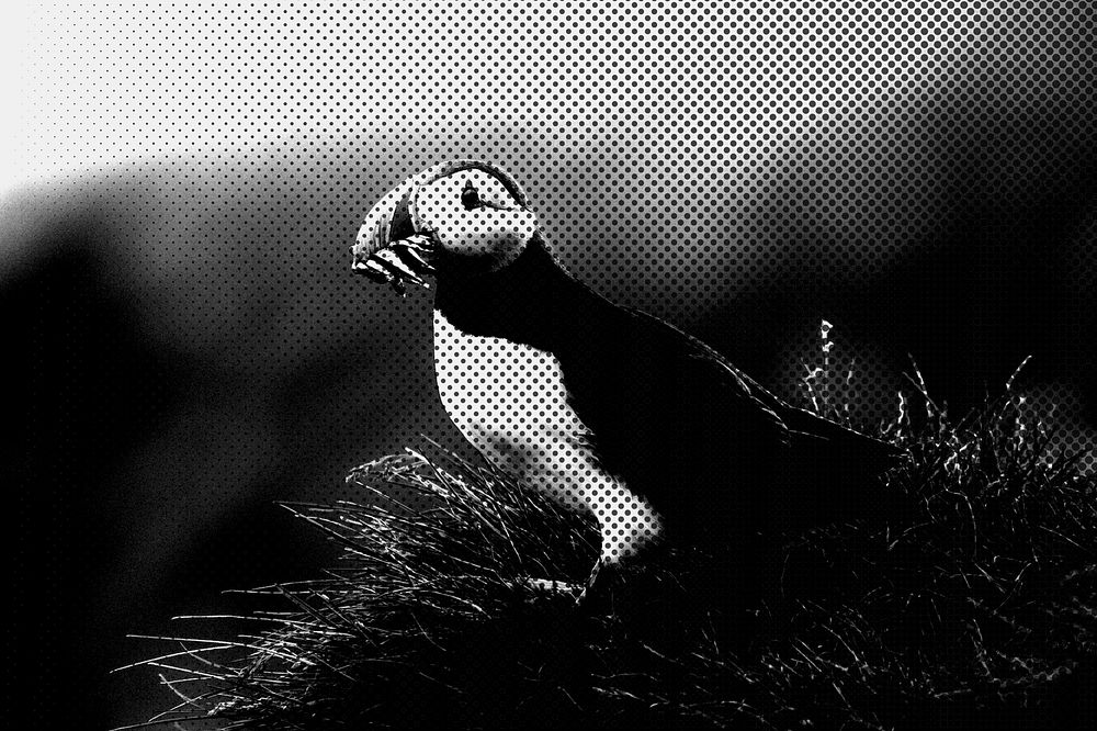 Puffin bird eating fish, closeup of animal and nature image