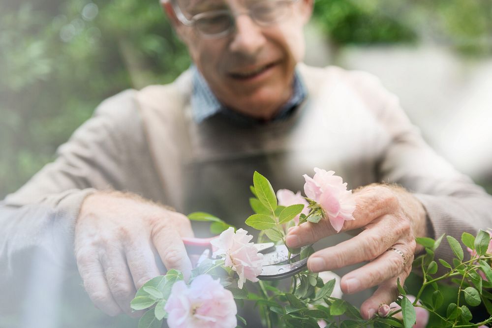 Elderly man flower gardening lifestyle