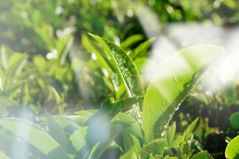 Close up of fresh tea growing on a plantation in India