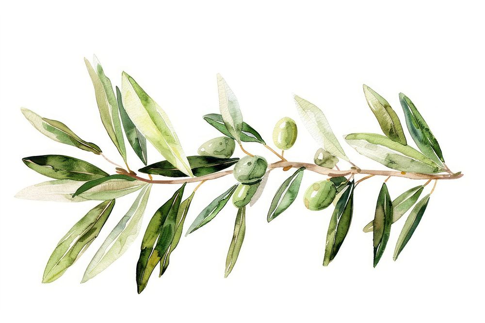 Branch of olive annonaceae vegetation blossom.
