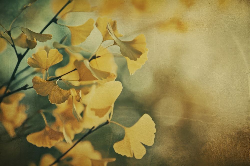 Ginkgo blossom flower plant.