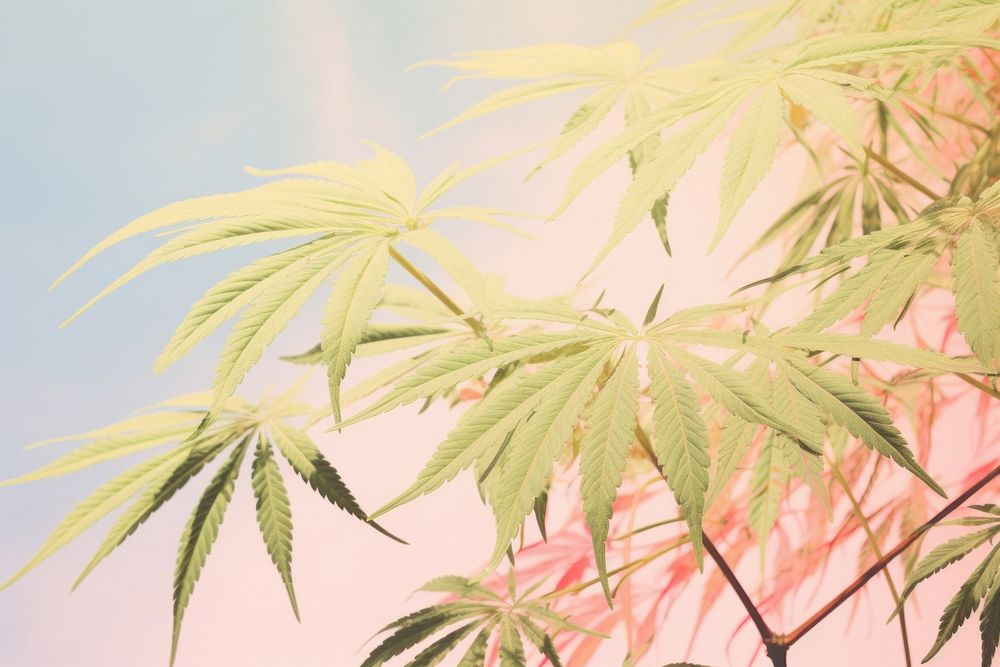 Cannabis photography vegetation plant leaf.