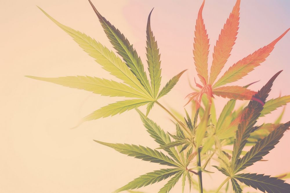 Cannabis photography plant hemp leaf.