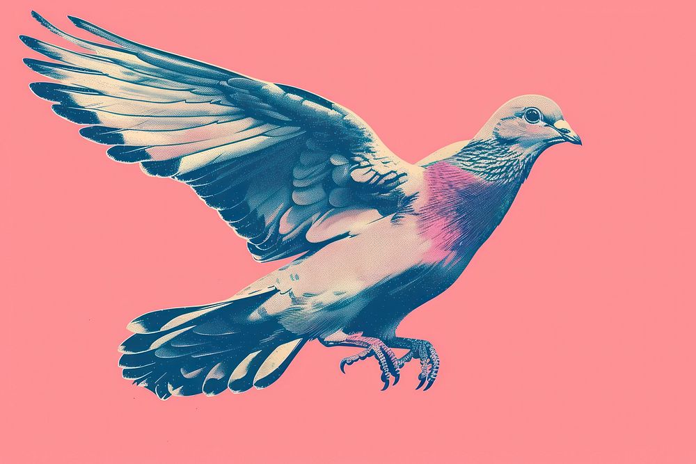Dove animal pigeon bird.