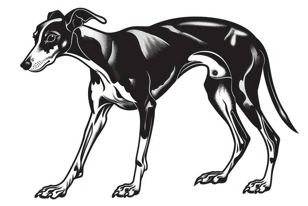 Italian greyhound dog accessories illustrated accessory.