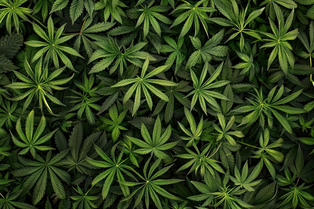 Cannabis vegetation plant leaf.