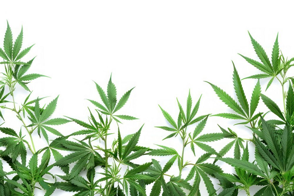 Cannabis border herbal herbs plant.