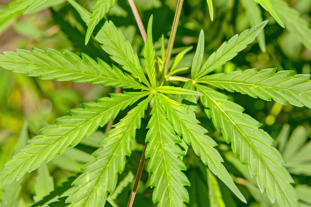 Cannabis vegetation plant hemp.