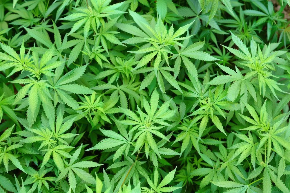 Cannabis vegetation herbal plant.