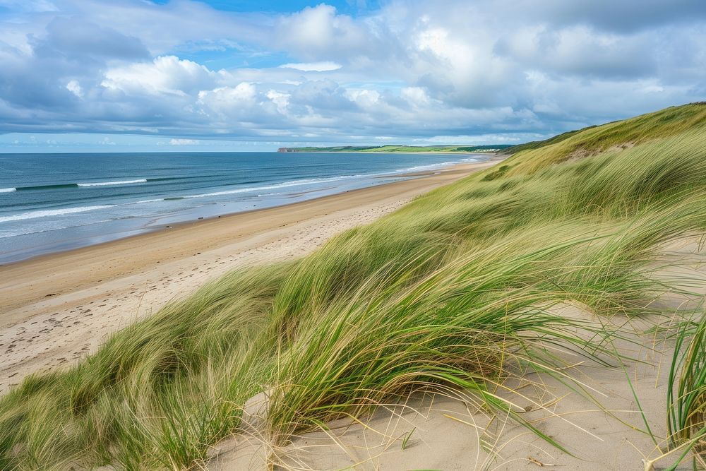 Dune grass along the beach sea shoreline landscape.