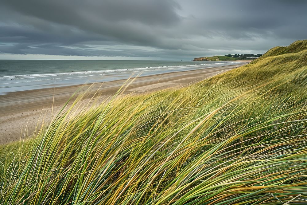 Dune grass along the beach land sea vegetation.