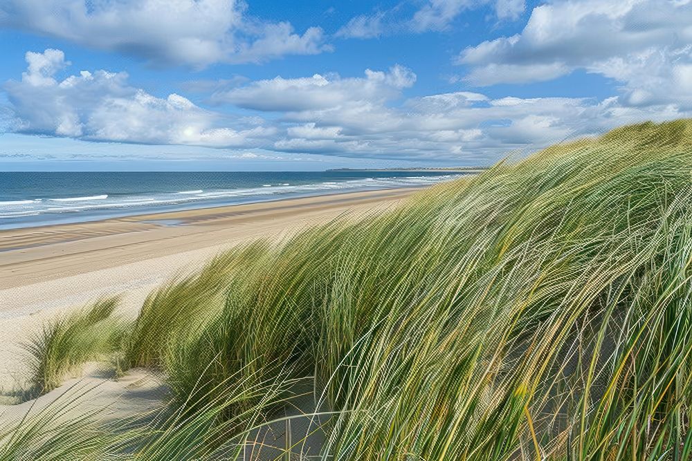 Dune grass along the beach sea vegetation shoreline.