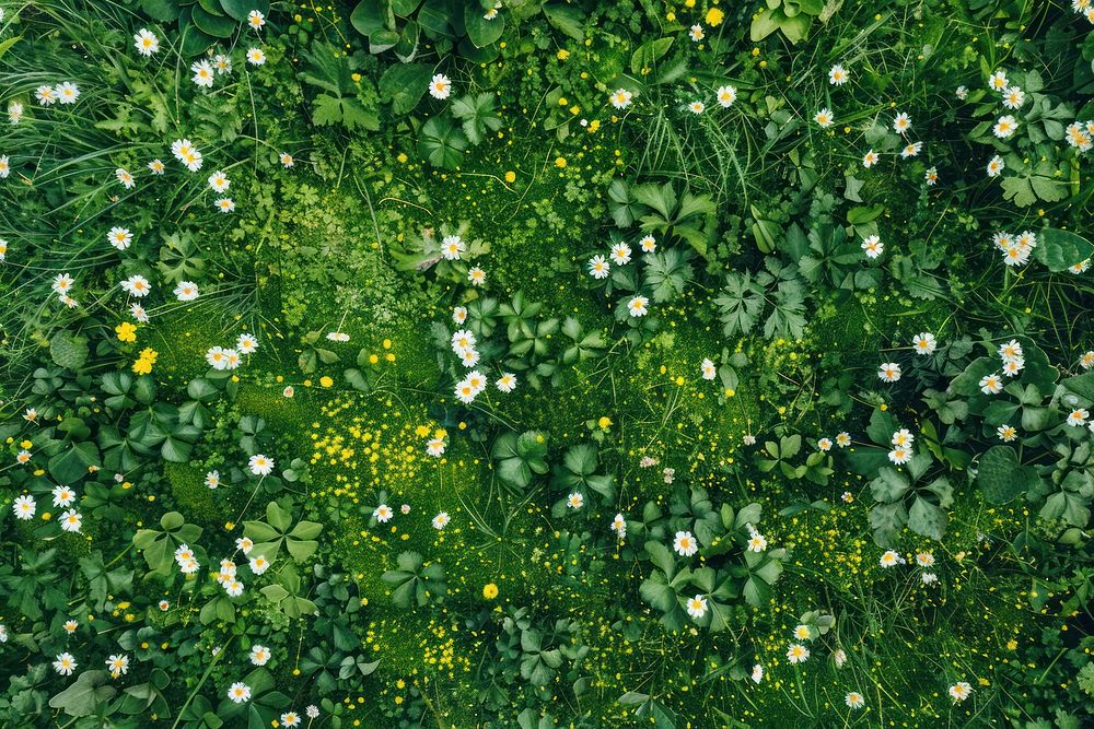 Flower green field grass.