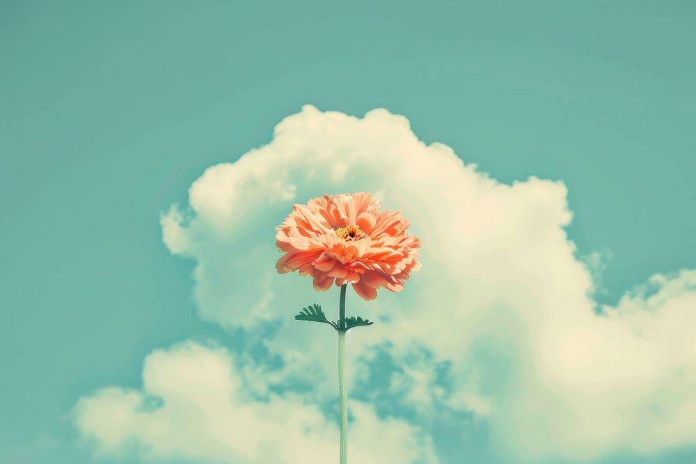 Retro collage of cloud with flower asteraceae carnation outdoors.