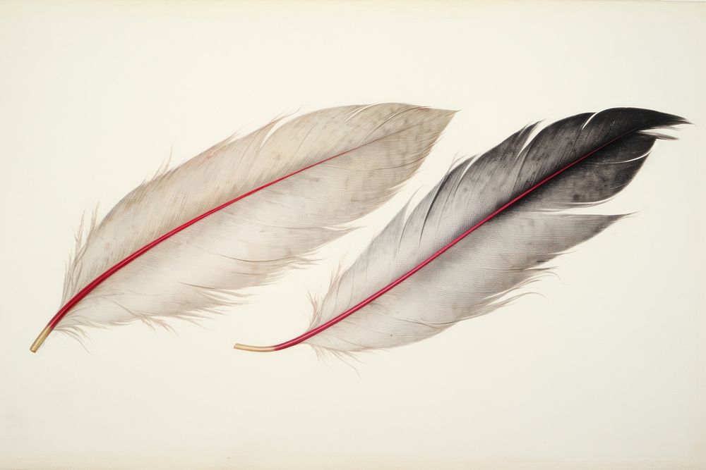2 feathers art accessories accessory.