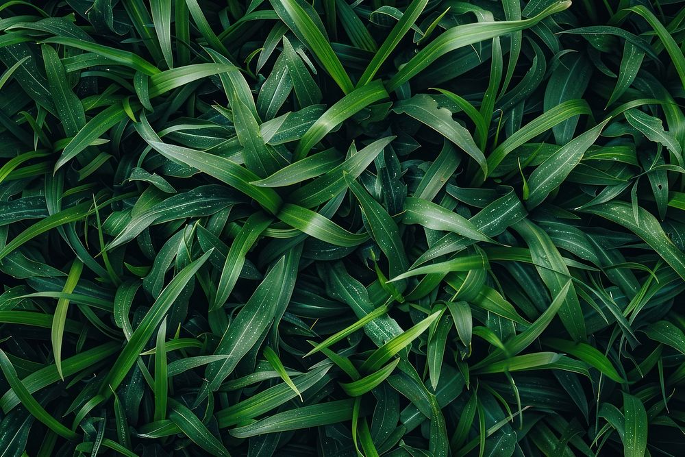 Green turf grass for flatlays or other design assets green vegetation outdoors.