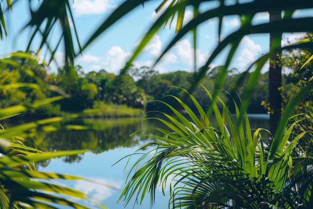 Photo of florida view side vegetation rainforest landscape.