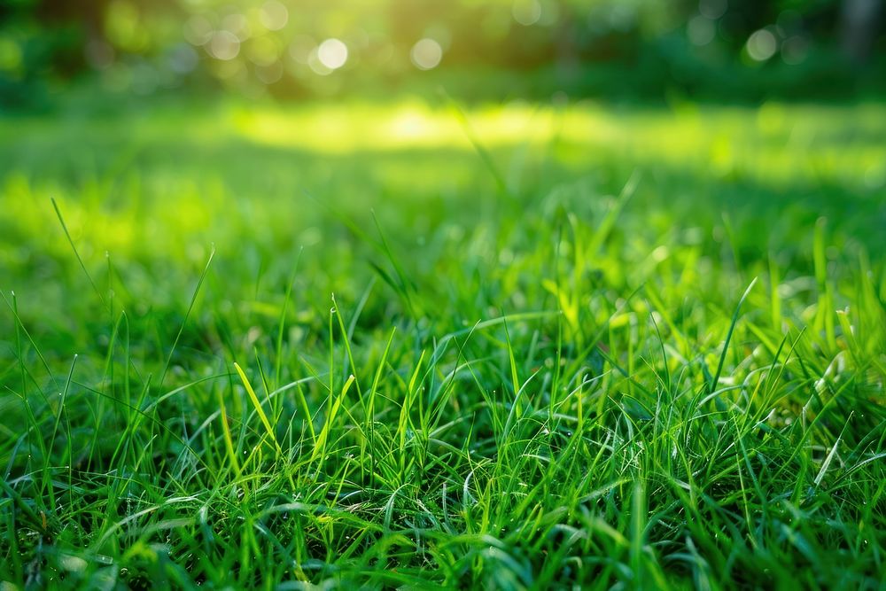 Fresh green grass background in sunny summer day vegetation outdoors plant.