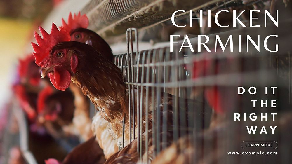 Chicken farming  blog banner template