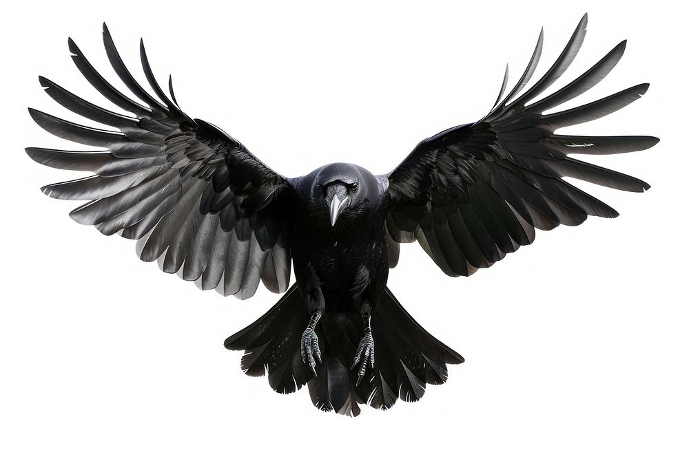 Majestic black raven in flight