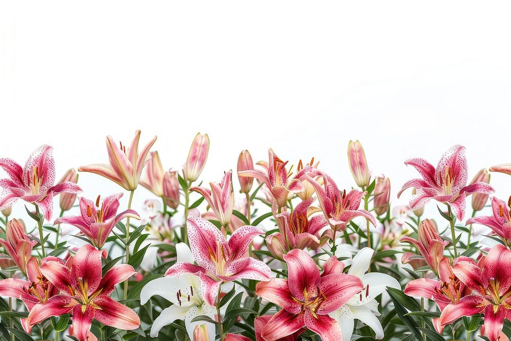 Lilium roma lily flowers blossom anther plant.