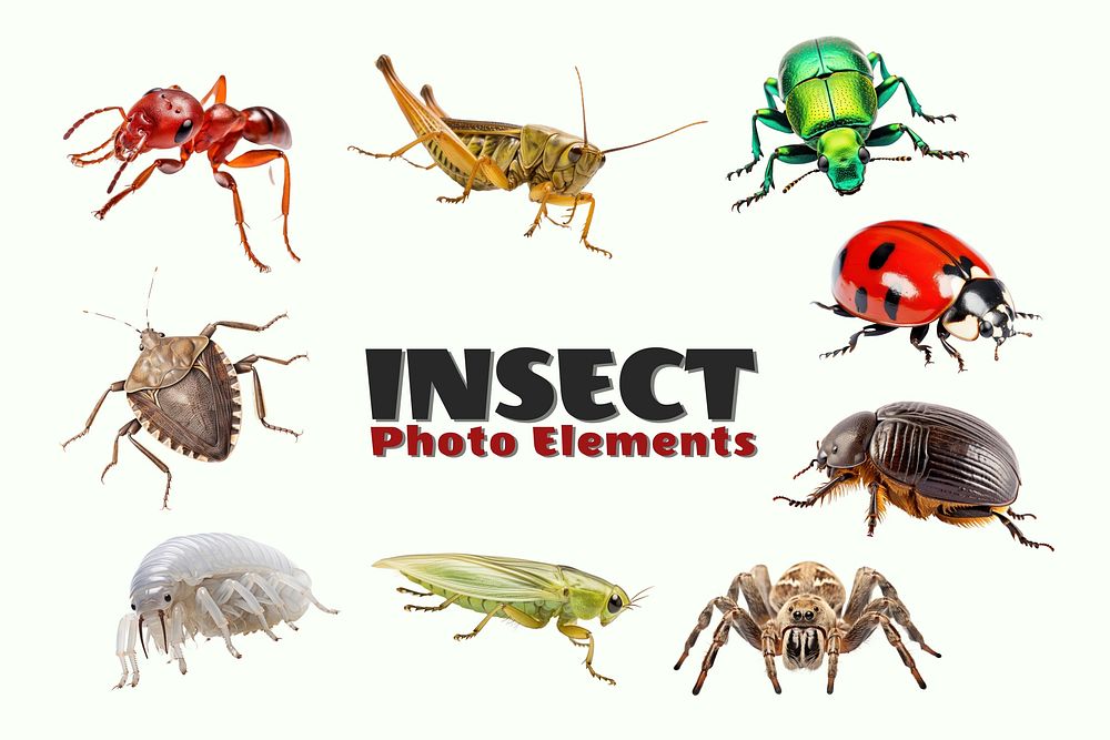Animal insect element set | Free Photo - rawpixel