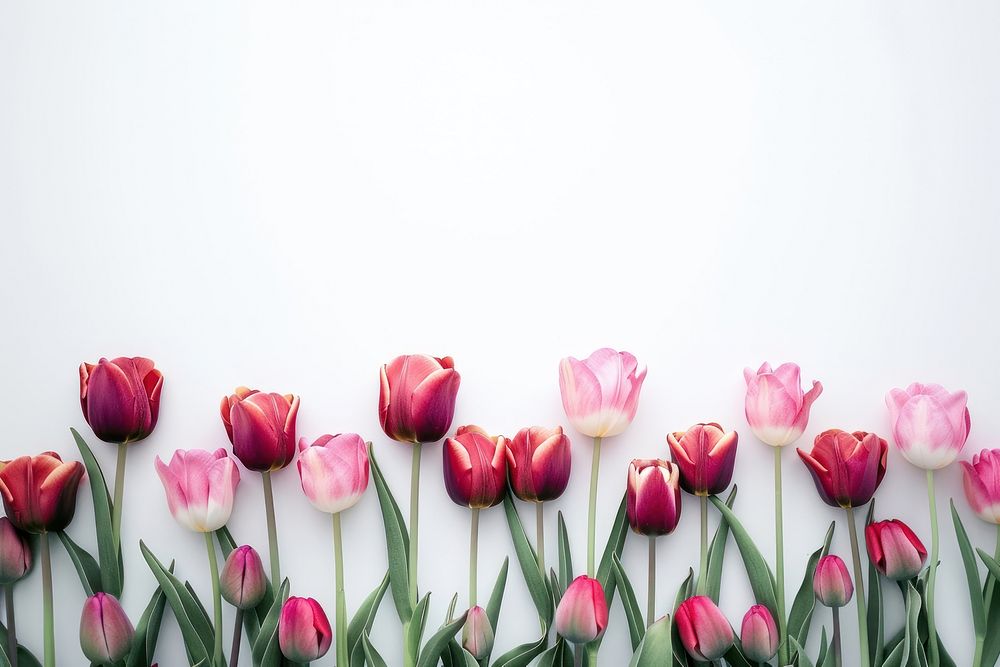 Vibrant tulips against white background