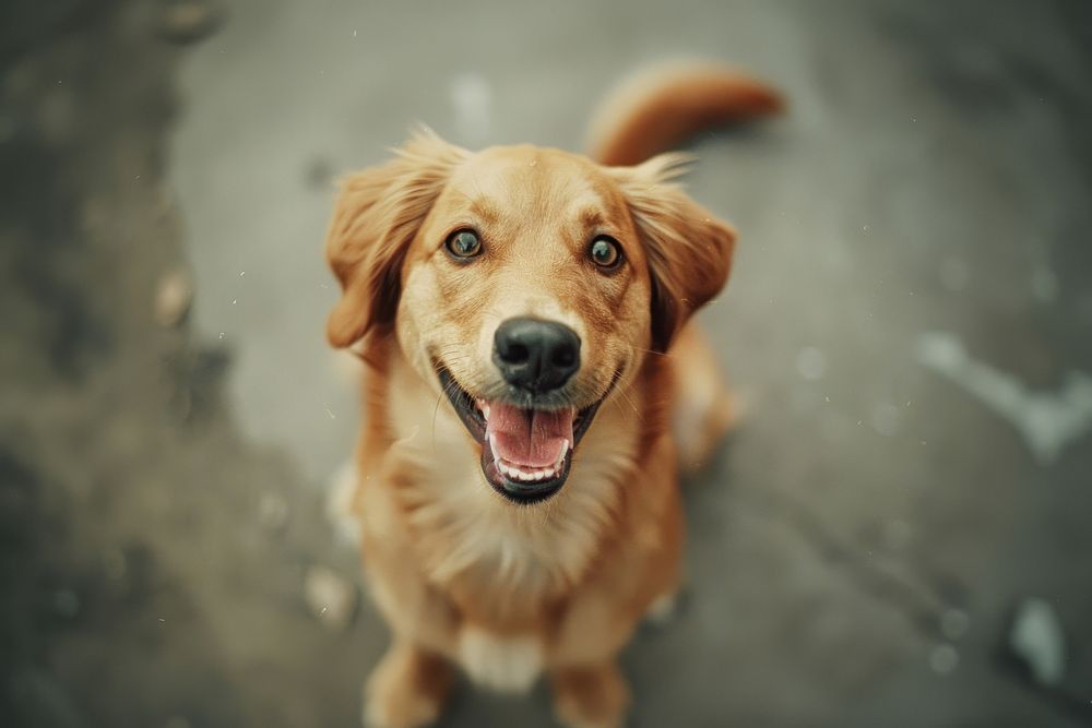 Happy dog with joyful expression