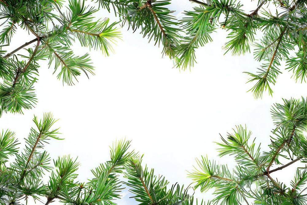 Green pine branches white background