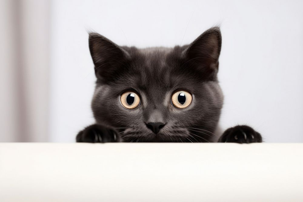 Curious black cat peeking adorably