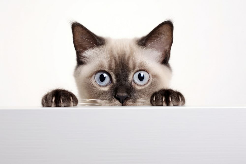 Curious cat peeking over edge