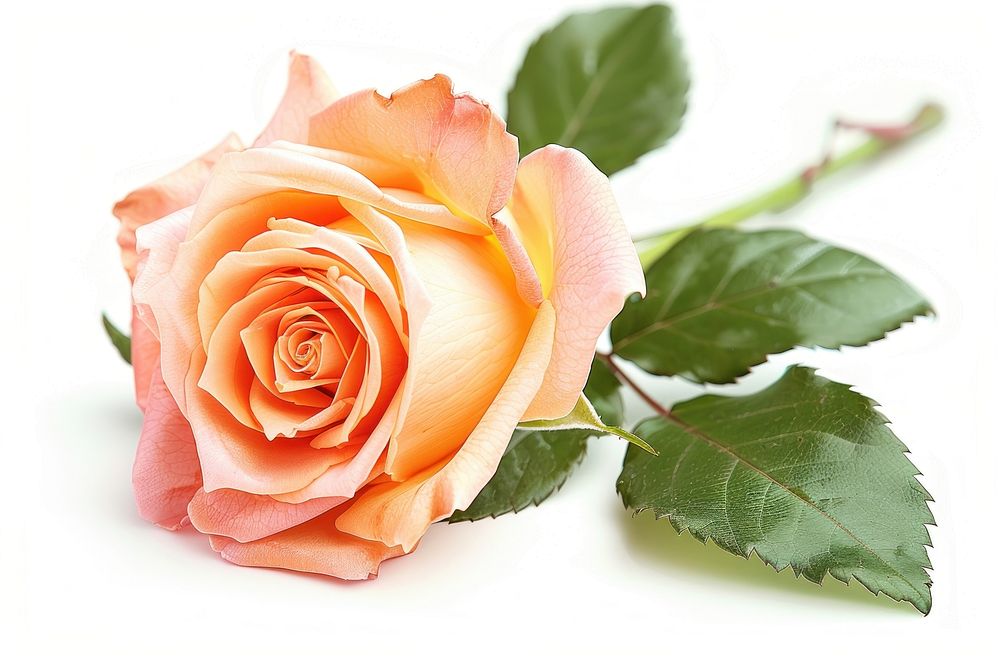 Elegant peach rose with leaves