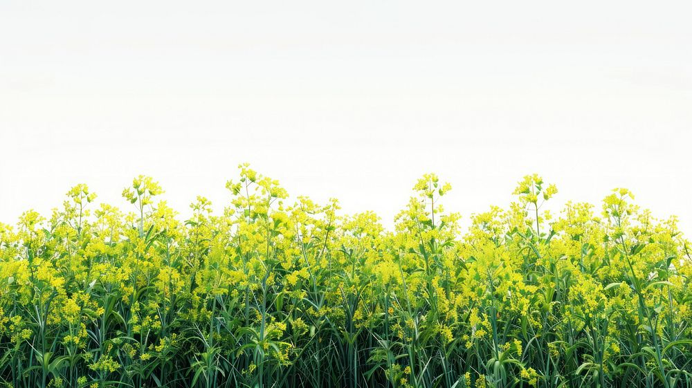 Golden Variegated Sweet Flag nature green countryside.