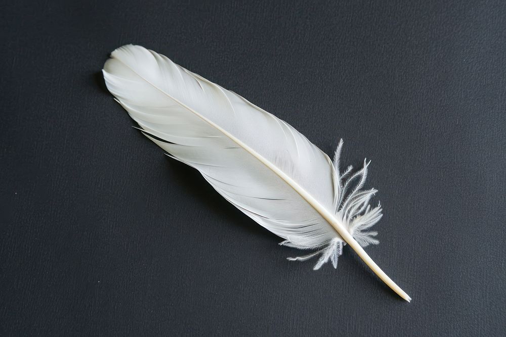 Delicate white feather on black