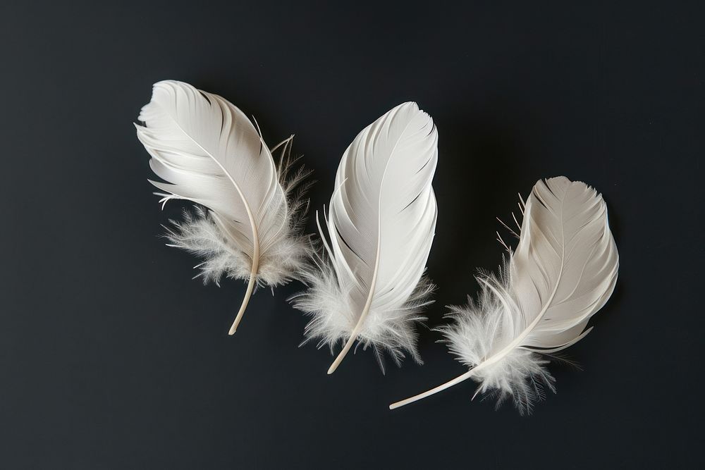 Three white feathers on black