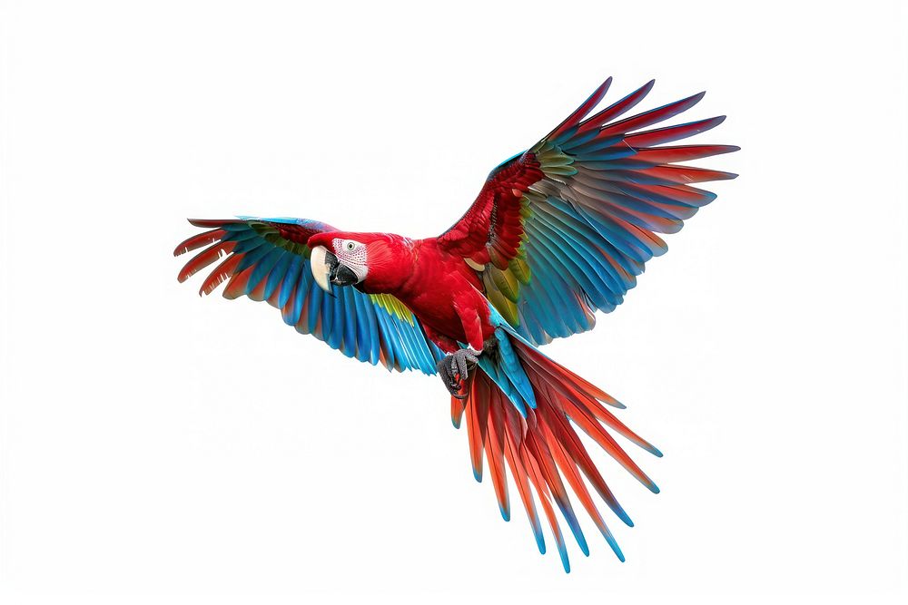 Colorful parrot in flight