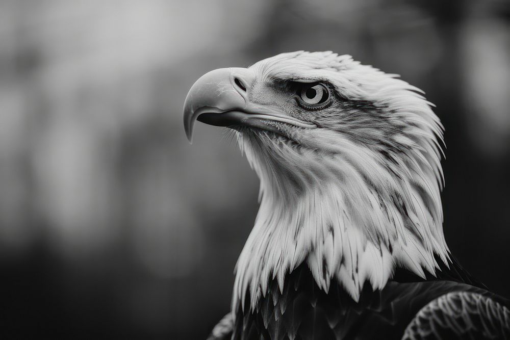 Majestic bald eagle in monochrome