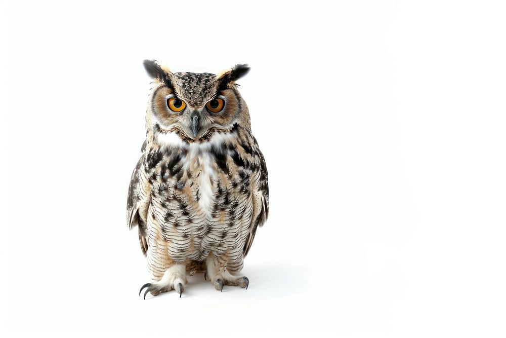 Majestic owl with piercing eyes