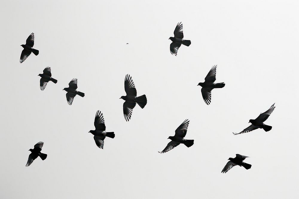 Silhouetted birds in flight