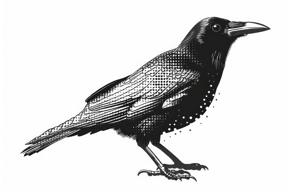 Detailed black crow illustration