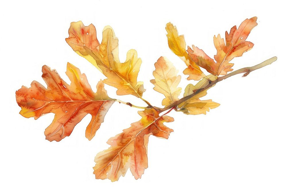 Autumn oak leaves watercolor illustration