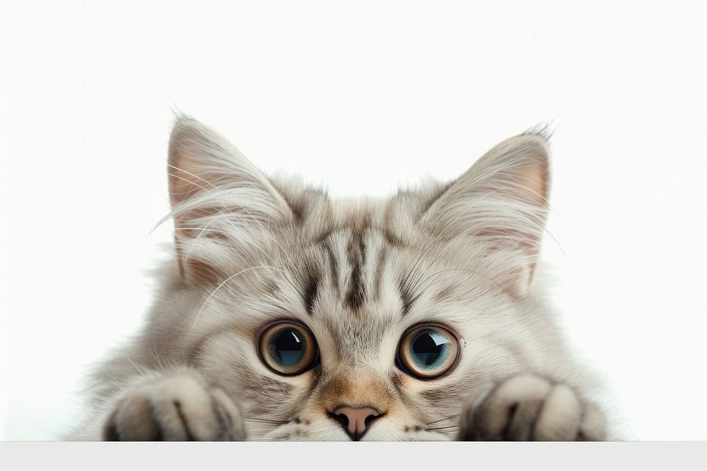 Curious fluffy cat peeking adorably
